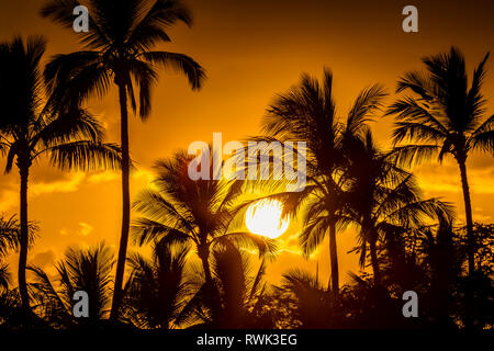 Die Sonne durch Silhouette Palmen, Wailea, Maui, Hawaii, Vereinigte Staaten von Amerika Stockfoto