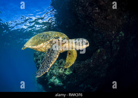 Hawaiian Grüne Meeresschildkröte (Chelonia mydas) Schwimmen im klaren, blauen Wasser, Lahaina, Maui, Hawaii, Vereinigte Staaten von Amerika Stockfoto