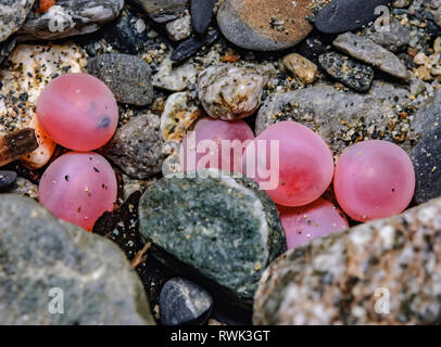 Unterwasser close-up von Sockeye lachs Eier, Alaska, Vereinigte Staaten von Amerika Stockfoto