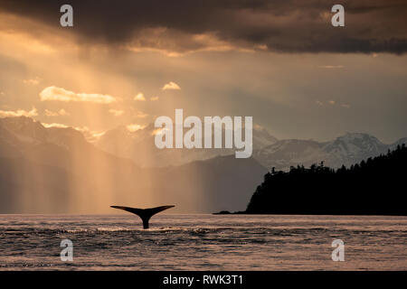 Buckelwale (Megaptera novaeangliae) hebt die Egel, wie es im Lynn Canal bei Sonnenuntergang Feeds, Southeast Alaska, Alaska, Vereinigte Staaten von Amerika Stockfoto
