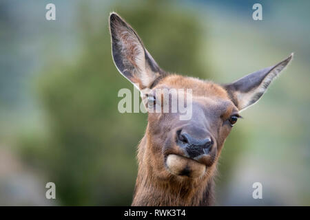 Eine junge Rocky Mountain Elk Kuh; Gallatin National Forest in der Nähe von Gardiner, Montana. Der indianische Name für Elch, Wapiti. Stockfoto