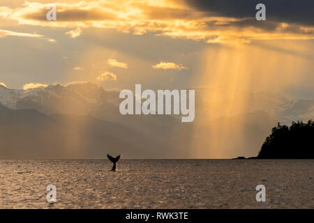 Buckelwale (Megaptera novaeangliae) hebt die Egel, wie es im Lynn Canal bei Sonnenuntergang Feeds, Southeast Alaska, Alaska, Vereinigte Staaten von Amerika Stockfoto