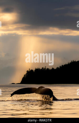 Buckelwale (Megaptera novaeangliae) hebt es Fluke wie es im Lynn Canal bei Sonnenuntergang Feeds, Southeast Alaska, Alaska, Vereinigte Staaten von Amerika Stockfoto