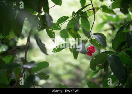 Die vietnamesischen waterapple oder Syzygium samarangense ist eine tropische Frucht auch als Wachs apple, Java apple, Semarang Rose - apple, Wachs jambu in Vietnam. Stockfoto