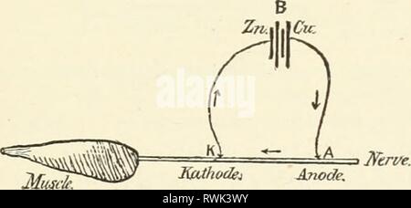 Die Elemente der menschlichen Physiologie (1907) Elemente der menschlichen Physiologie elementsofhumanp 05 Sterne Jahr: 1907 Die kontraktilen Geweben 97 Traktion stattfindet. Auf der anderen Seite bloße Belastung der Muskulatur der Dampf von Ammoniak verursacht Kontraktion verdünnen (und spätere Tod), obwohl der Nerv zum Muskel in der Lösung ohne Erregung produziert wird eingetaucht werden kann. Von all den verschiedenen Reize, die wir so in der Lage, aufregende Muskelkontraktion erwähnt, die Elektrische ist, dass am häufigsten eingesetzt. Es ist leicht, mit diesem Formular, Absolvent der Intensität und der Dauer der t Stockfoto