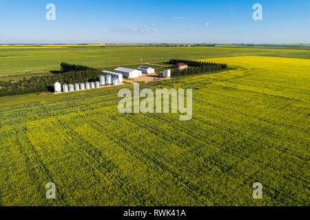 Luftaufnahme von einem blühenden Rapsfeld rund um einen Hof mit großen Metall Lagerplätze und Metall Gebäude mit blauen Himmel; Beiseker, Alberta, Kanada Stockfoto