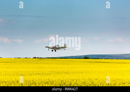 Crop duster Flugzeug Spritzen in einem blühenden Rapsfeld mit blauem Himmel und Wolken; Beiseker, Alberta, Kanada Stockfoto