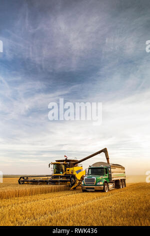 Mähdreschers der goldene Weizen Feld und Füllen eines Lkw mit blauem Himmel und Wolken; Beiseker, Alberta, Kanada Stockfoto