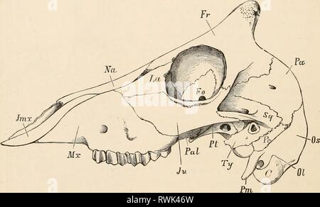 Elementare Lehrbuch der Zoologie (1884) Elementare Lehrbuch der Zoologie elementarytextbo 0201 clau Jahr: 1884 116 VERTEBRATA. Schädel * entwickelt wird teilweise durch ossifications in der Knorpeligen Kapsel oder durch ossifications ausgehend von den Membranöse peri-chondrium; teilweise durch die Hinzufügung der Membran Knochen, die nach und nach die Knorpeligen Teile ersetzen. Segmentierung der Schädel. - Es ist nur, wenn die Kranialen capsule ist bony, dass jeder Vergleich zwischen der Anordnung der harten Teile des Schädels eingeleitet werden kann und dass der Teile der einen Wirbel: Dieser Vergleich hat zu der Ansicht, dass Led Stockfoto