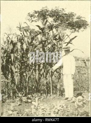 Elemente der philippinischen Landwirtschaft (1908) Stockfoto