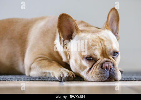 Junge männliche französische Bulldogge Liegend und Einzuschlafen. Stockfoto