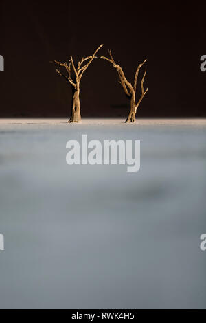 Deadvlei Bäume in den letzten Nachmittag Licht. Stockfoto