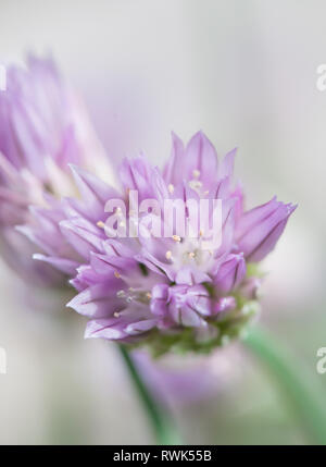 Close-up Lila Schnittlauch blühen im Frühjahr Stockfoto