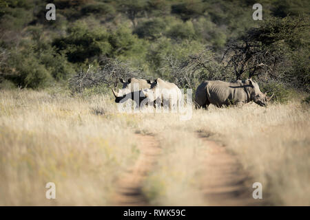 White Rhino in Namibia. Stockfoto