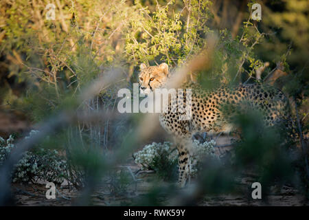 Gepard in Palmwag Konzessionsgebiet, Namibia. Stockfoto