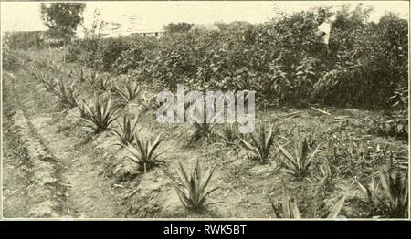Elemente der philippinischen Landwirtschaft (1908) Stockfoto