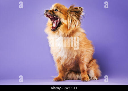 Ganzkörper-Porträt eines Pommerschen-mix Hund mit weit offenen Mund auf einer weichen violetten Hintergrund. Stockfoto