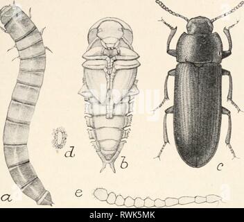 Elementare Entomologie ([c 1912]) Elementare Entomologie elementaryentomo 00 sand Jahr: [c1912] die Käfer 165 Die darkling Käfer (Tenebrionidae) meist unter Rinde und Steine leben, sind matt schwarz, und haben viel die gleichen allgemeinen Aussehen wie der laufkäfer. Sie sind viel mehr Reiche auf dem FlG. 243. Die Mahlzeit-worm (7-ncbrio Molitor} ein. Larve; b, Puppe; c, weibliche Käfer;&lt;/, Ei mit umliegenden Fall; e, Antenne. (Alle außer c etwa doppelt natürliche Größe; r, stark vergrößert.) (nach Chittenden, Landwirtschaftsministerium der Vereinigten Staaten) Pazifikküste und in den Rockies, relativ f Stockfoto