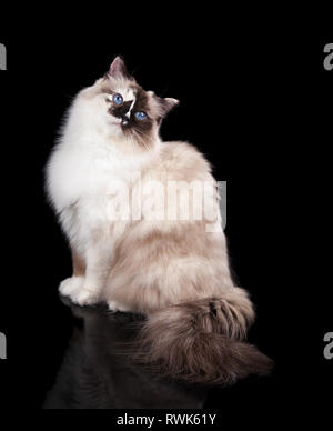 Schöne schildpatt Langhaarige Ragdoll Katze auf schwarzem Hintergrund Stockfoto