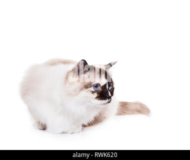 Langhaarige Ragdoll Cat zur Festlegung von Weiß isoliert Stockfoto