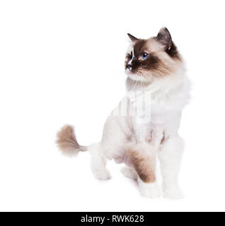 Langhaarige Ragdoll Katze rasiert mit einem Löwen stil Haarschnitt auf Weiß Stockfoto