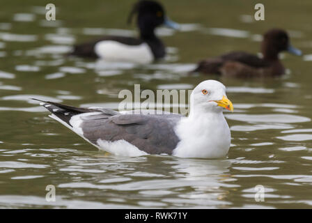 Weniger Black-Backed Möwe Vogel (Larus fuscus) schwimmen im Wasser im Winter in West Sussex, UK. LBBG. Stockfoto