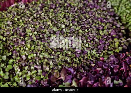 Gesunde Zucht von Micro grünen Pflanzen Stockfoto