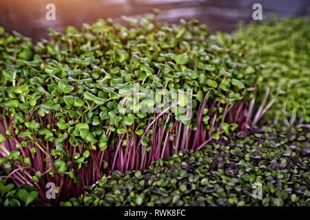 Gesunde Zucht von Micro grünen Pflanzen Stockfoto