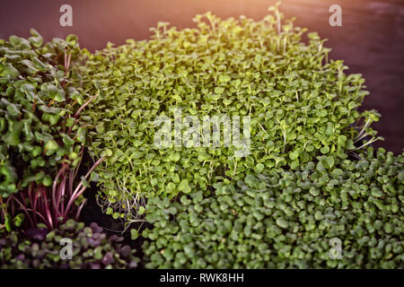 Gesunde Zucht von Micro grünen Pflanzen Stockfoto