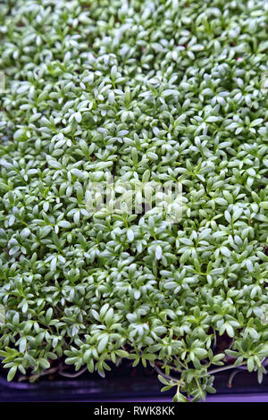 Gesunde Zucht von Micro grünen Pflanzen Stockfoto