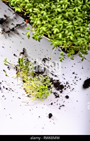 Gesunde Zucht von Micro grünen Pflanzen Stockfoto