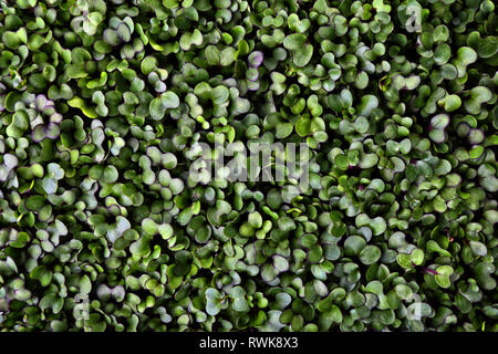 Gesunde Zucht von Micro grünen Pflanzen Stockfoto