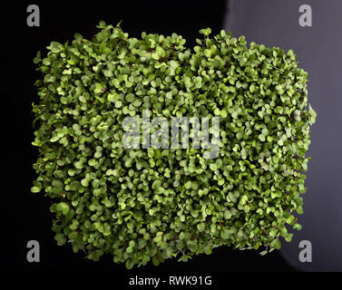 Gesunde Zucht von Micro grünen Pflanzen Stockfoto