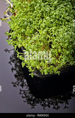 Gesunde Zucht von Micro grünen Pflanzen Stockfoto