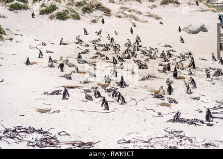 Kolonie afrikanischer Jackass Pinguine am Boulders Bay, Boulders Beach, Cape Provinz, Südafrika Stockfoto