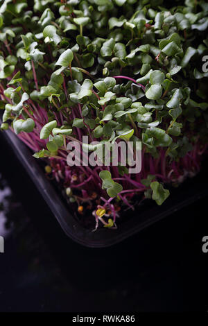 Gesunde Zucht von Micro grünen Pflanzen Stockfoto