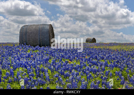 Bluebonnet Feld mit Strohballen, Texas, USA Stockfoto