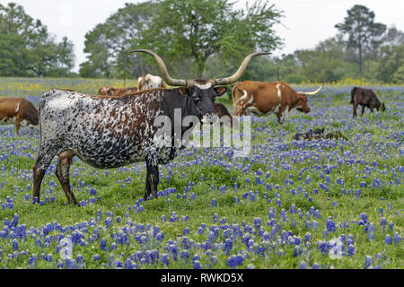 Texas Hill Country, USA: Texas Longhorn-Kuh mit langen Hörnern steht in einem Frühlingsfeld mit Bluebonnet-Wildblumen auf einer ländlichen Ranchweide Stockfoto