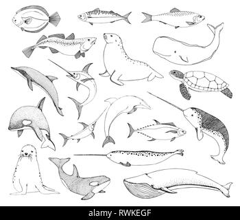 Skizze verschiedene Meeresbewohner. Turtle wal Walross, Dolphin und andere. Vektor Stock Vektor