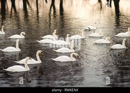 Eine Herde der Schwäne schwimmt auf dem Fluss bei Sonnenuntergang im frühen Frühjahr. Weiße smans zu den grössten und schwersten fliegenden Vögel sind. Stockfoto