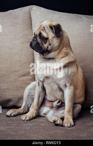 Porträt der jungen Mops Hund auf dem Sofa sitzt. Stockfoto