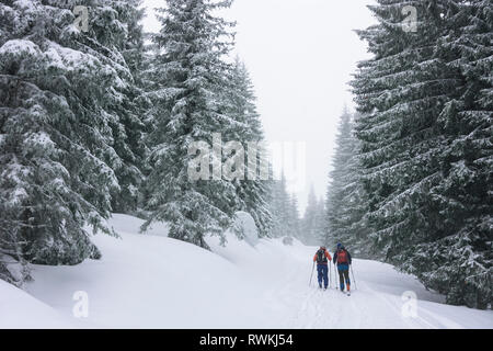 Nationalpark Gesäuse: Ski Tour Tourer, Wald im Gesäuse, Steiermark, Steiermark, Österreich Stockfoto