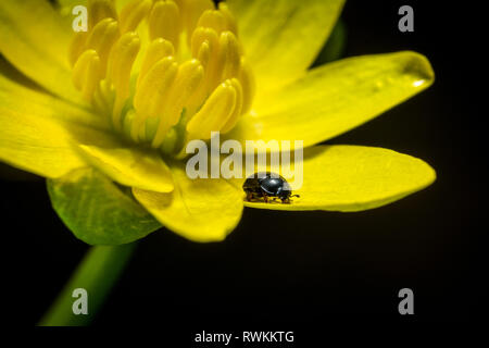 Frühling gelb Blume Ficaria Verna und kleine Käfer Stockfoto
