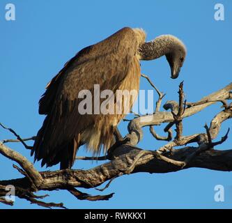 Kap Griffon oder Cape Vulture thront auf Baum im Krüger Nationalpark in Südafrika Stockfoto