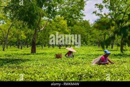 Frauen tragen traditionelle Kleidung und Bambus hüte Ernte Teeblätter auf Plantation auf hellen Morgen im Sommer in der Nähe von Jorhat, Assam, Indien. Stockfoto