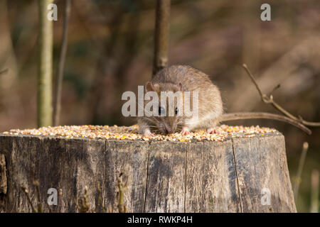 Braune Ratte (Rattus norvegicus) Nagetier lebt von Speiseresten und weigern sich, von den Menschen. Hier vogel Futterstelle für Saatgut auf Baumstumpf verstreut Stockfoto