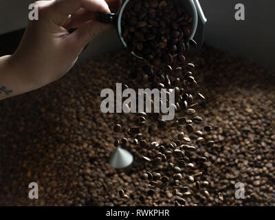 Hand gießt Kaffee Bohnen in Kaffeeröster Stockfoto