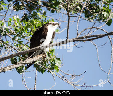 Ein Fischadler (Pandion haliaetus) Sitzstangen auf einem Zweig am Sepulveda Basin Wildlife Reserve, Van Nuys, CA, USA Stockfoto