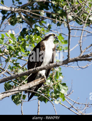 Ein Fischadler (Pandion haliaetus) Sitzstangen auf einem Zweig am Sepulveda Basin Wildlife Reserve, Van Nuys, CA, USA Stockfoto