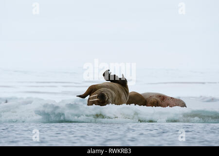 Atlantic Walrosse (Odobenus rosmarus) auf eisbergs, Vibebukta, Austfonna, Nordaustlandet, Svalbard, Norwegen Stockfoto